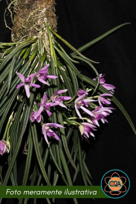 Leptotes pohlitinocoi