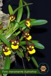 Alatiglossum croesus (Oncidium croesus)