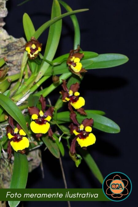 Alatiglossum croesus (Oncidium croesus)