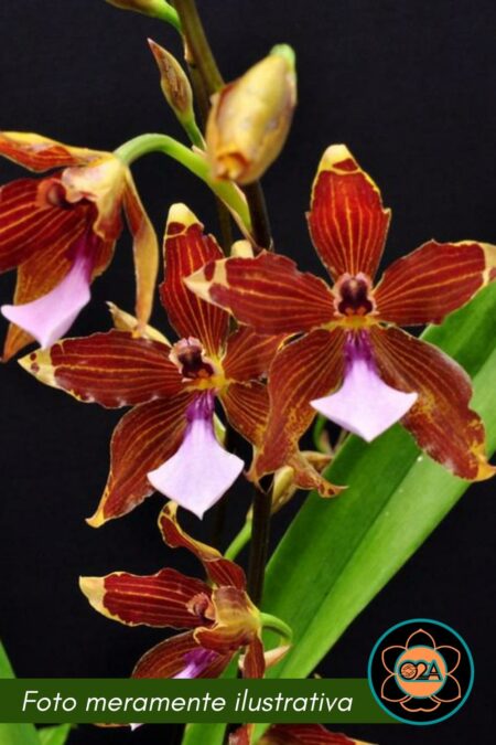 Miltonia kayasimae