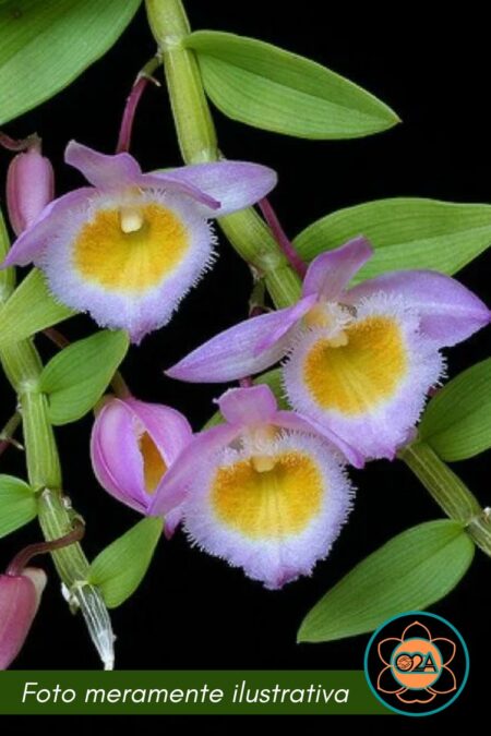 Dendrobium loddigesii