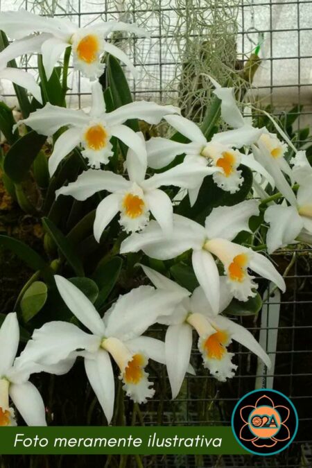 Hadrolaelia jongheana var. alba