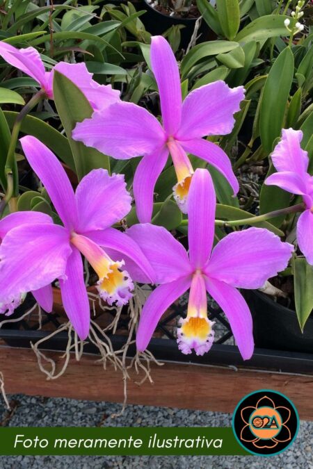 Hadrolaelia jongheana (tipo)