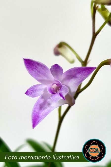 Dendrobium berry x Dendrobium kingianum