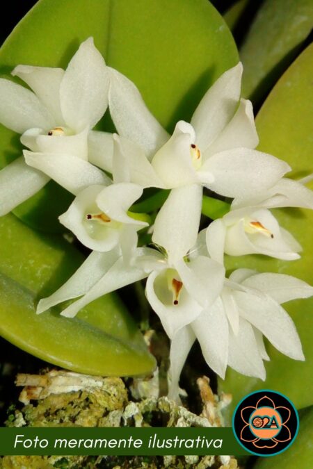 Meiracyllium trinasutum var. Alba