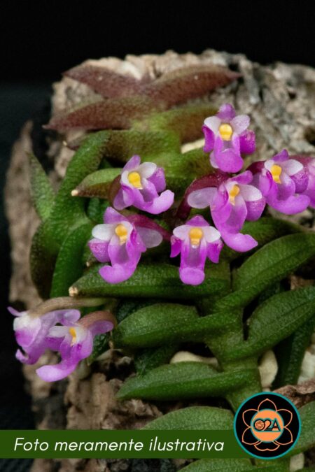 Schoenorchis scolopendria
