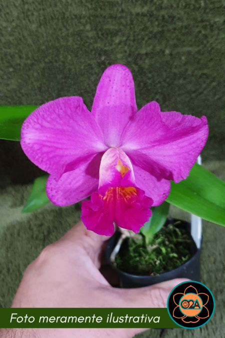 Cattleya amethystoglossa x Sl orpetii