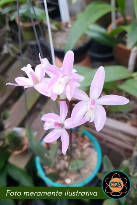 Hoffmannseggella alvarenguensis