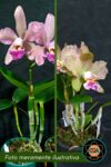 (Blc Durigan × Cattleya granulosa) × Cattleya loddigesii tipo