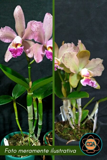 (Blc Durigan × Cattleya granulosa) × Cattleya loddigesii tipo