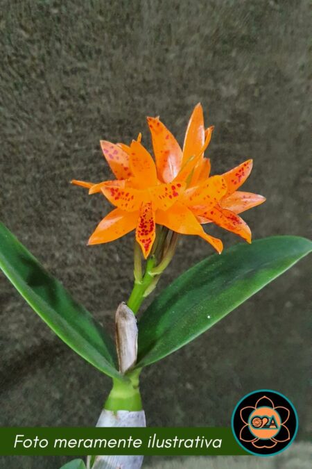 Guarianthe aurantiaca