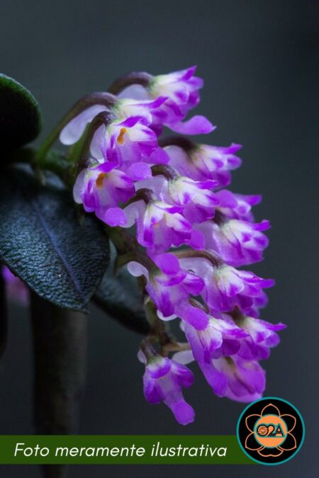 Schoenorchis fragrans