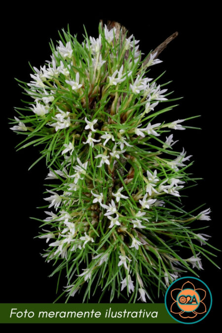 Christensonella echinophyta (Christensonella seidelii)