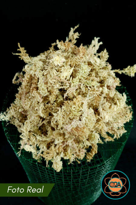 Musgo Sfagnum "Estrela"