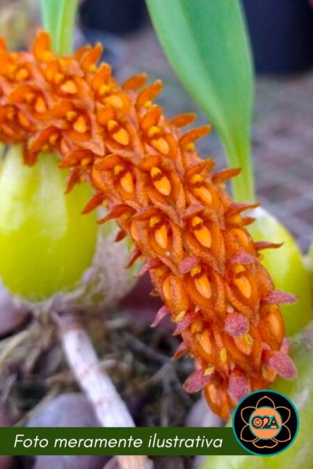 Bulbophyllum careyanum