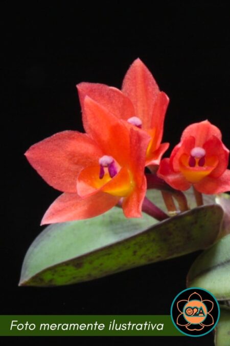 Cattleya alagoensis (Sophronitis alagoensis)