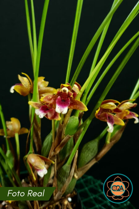 Maxillariella sanguinea