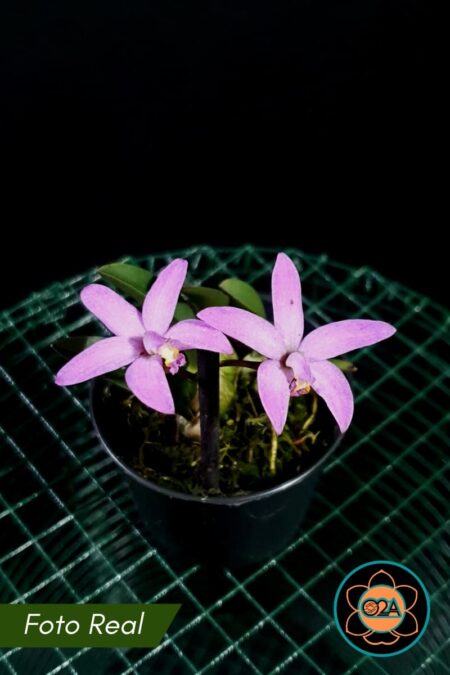 Cattleya kettieana (Hoffmannseggella kettieana)