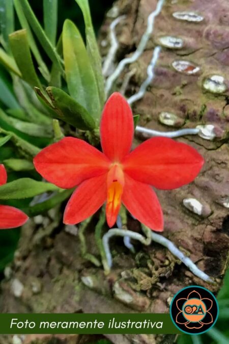 Cattleya pygmaea (Sophronitis pygmaea)