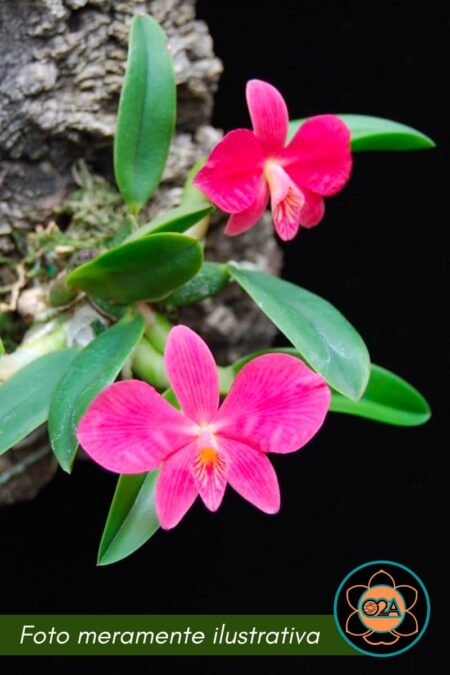 Cattleya wittigiana (Sophronitis wittigiana)