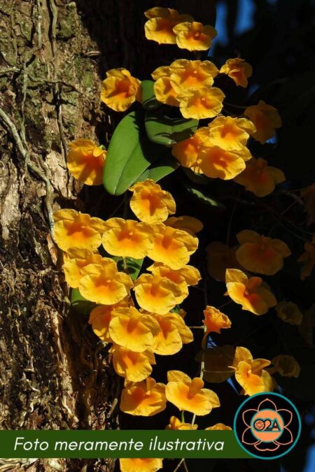 Dendrobium lindleyi (Toco)