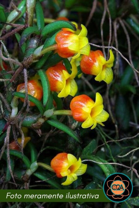 Mediocalcar decoratum