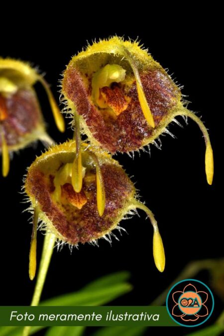 Diodonopsis erinacea