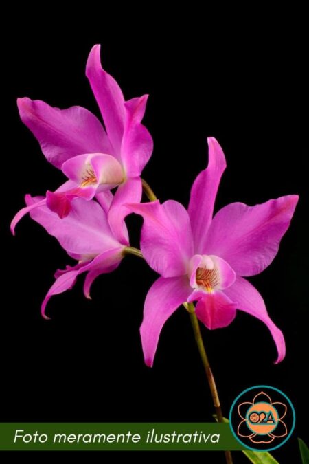 Laelia × gouldiana