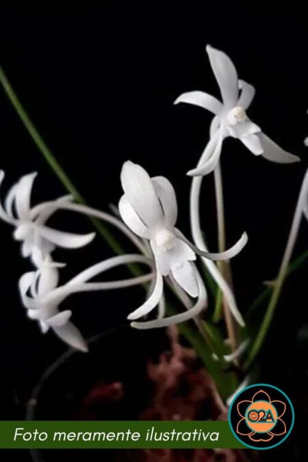 Vanda (Neofinetia) falcata