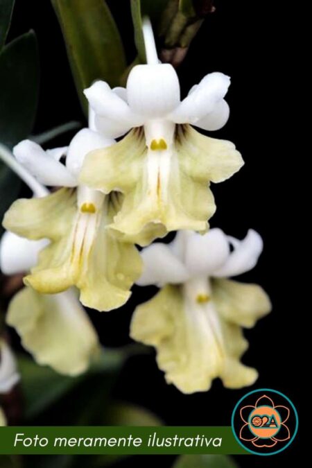 Dendrobium uniflorum