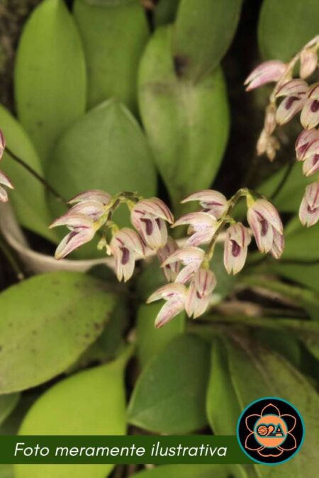 Specklinia marginalis