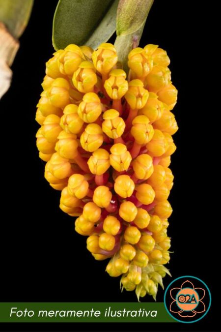 Robiquetia cerina amarela