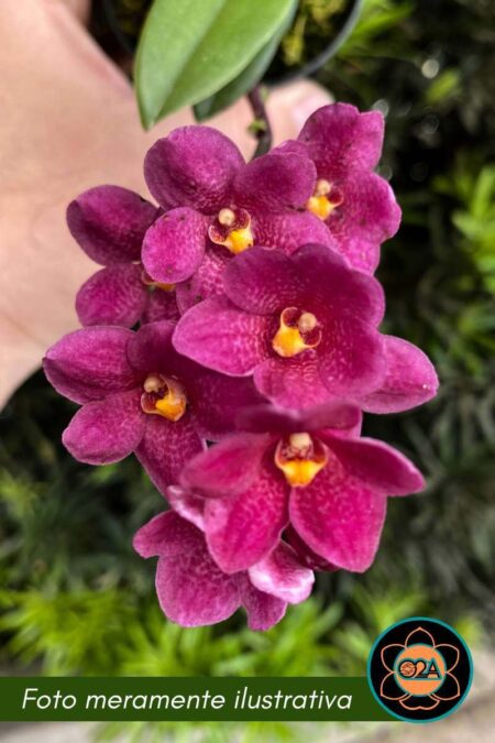 Sarcochilus (Heidi x Zoe) x Trick Spike