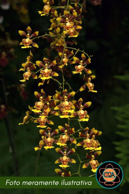 Grandiphyllum auricula