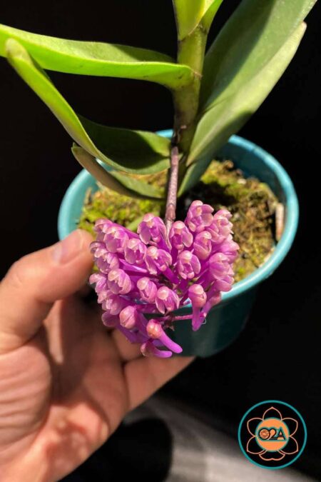 Cleisoquetia (Cleisocentron merrillianum x Robiquetia cerina)