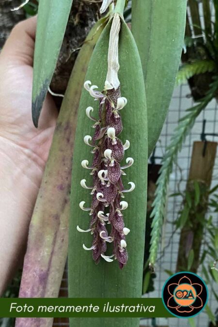 Acianthera strupifolia