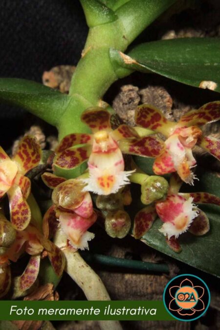 Gastrochilus sororius
