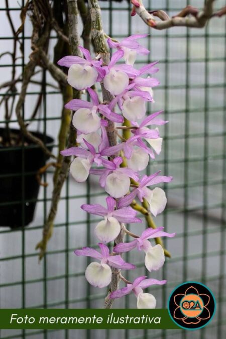 Dendrobium primulinum