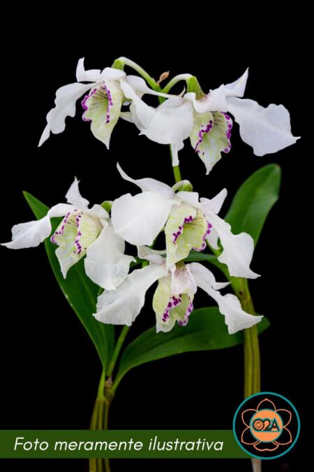 Dendrobium rhodostictum