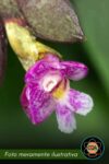 Dendrobium rosellum (touceira)